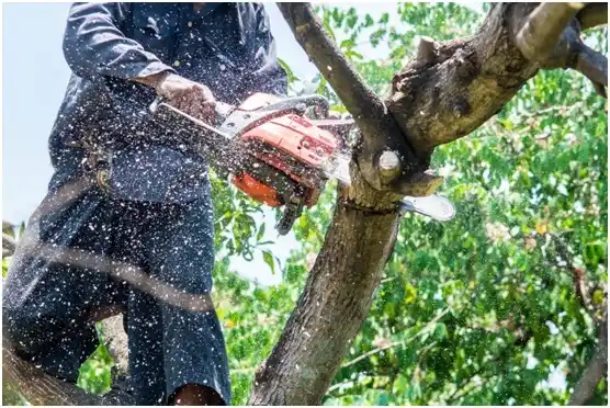 tree services Woodlawn